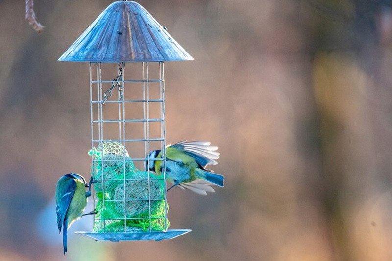 Dream about Cage interpretation