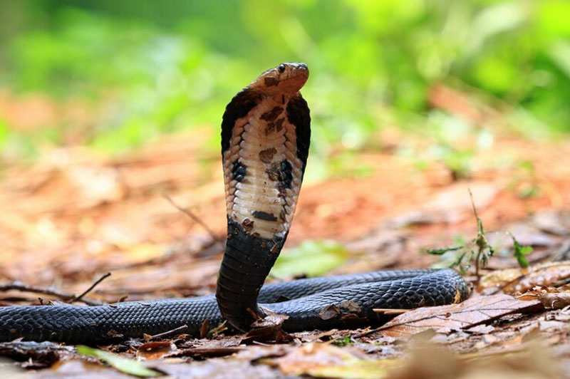 Dream about Cobra interpretation