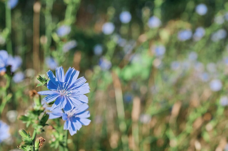 Dream about Chicory interpretation