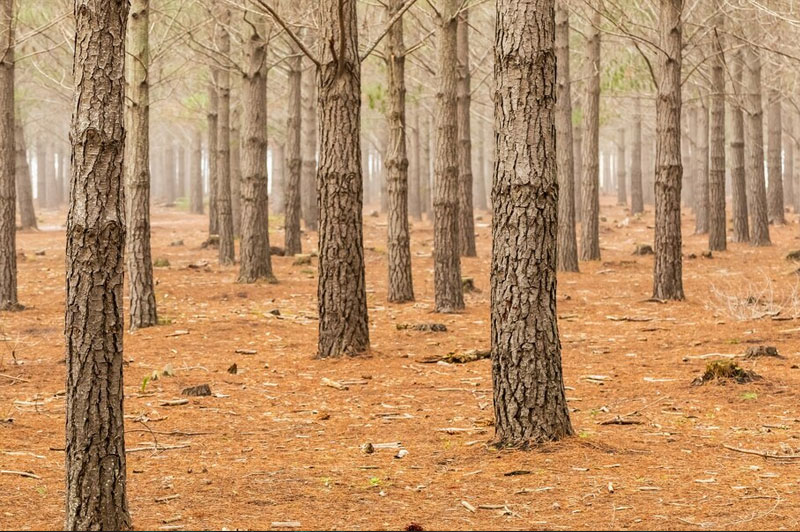 Dream about Gum interpretation