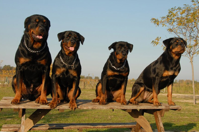 Dream about Hound interpretation