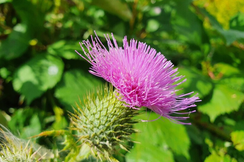 Dream about Thistle interpretation