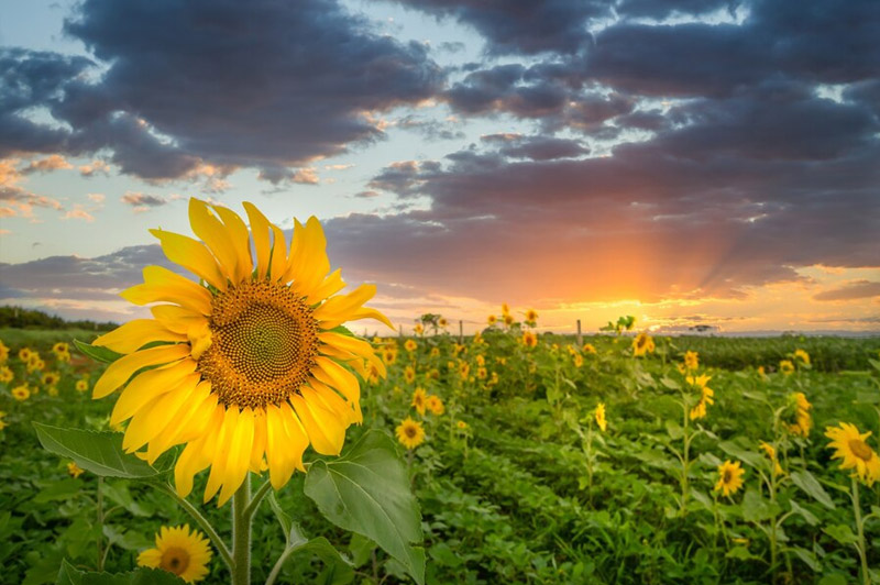 Dream about Sunflower interpretation