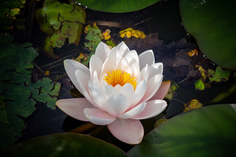 Dream about Water lily interpretation