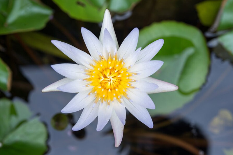 Dream about Nilofar interpretation