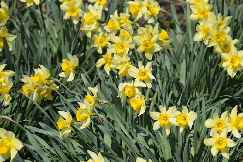 Dream about Narcissus interpretation