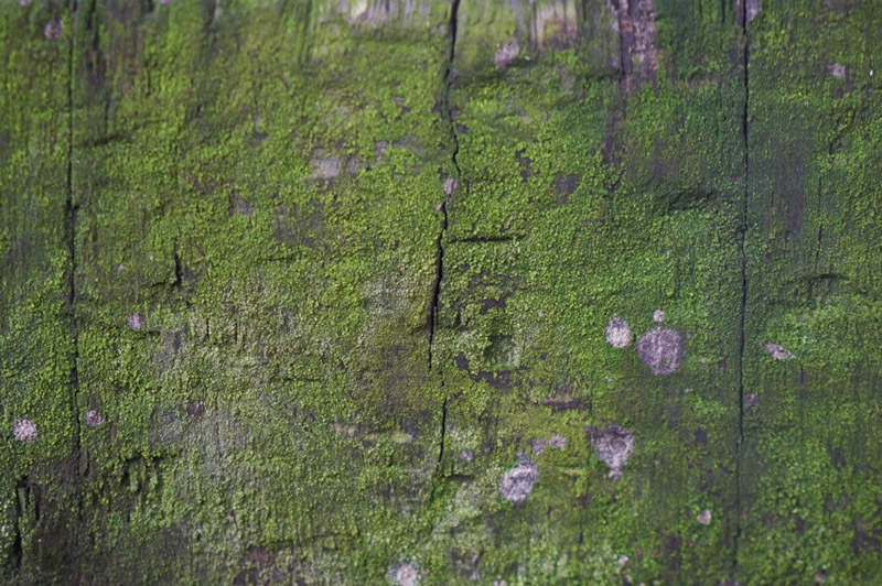 Dream about Mosses interpretation