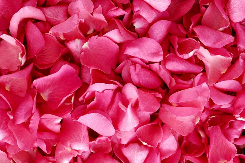 Dream about Petal interpretation