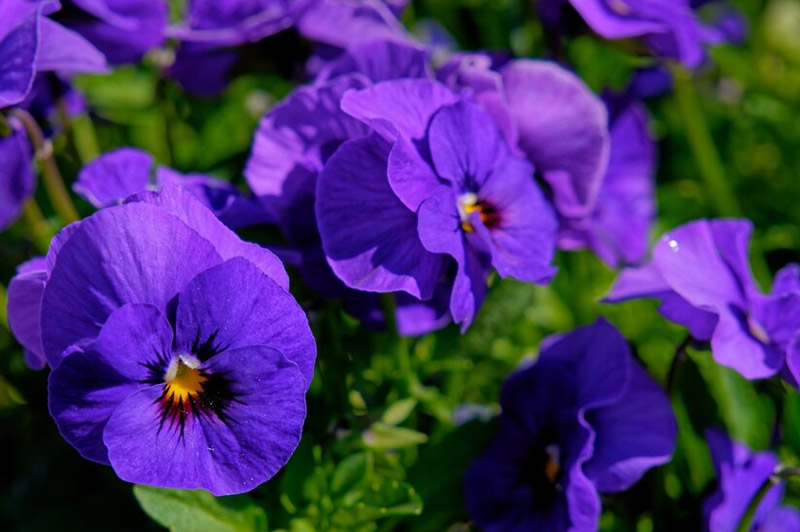 Dream about Pansy interpretation