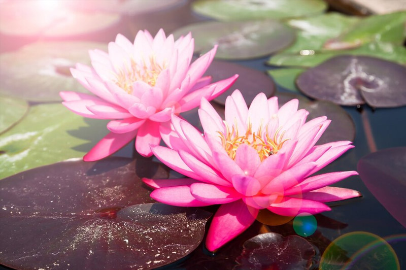 Dream about Lotus interpretation