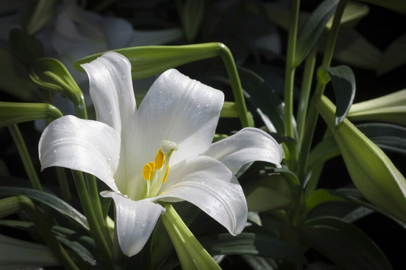 Dream about Lily interpretation