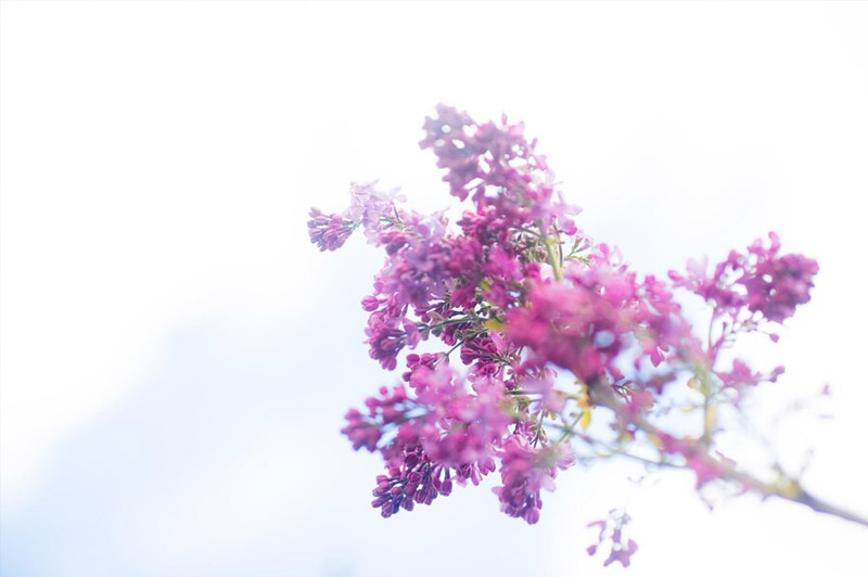 Dream about Lilac interpretation