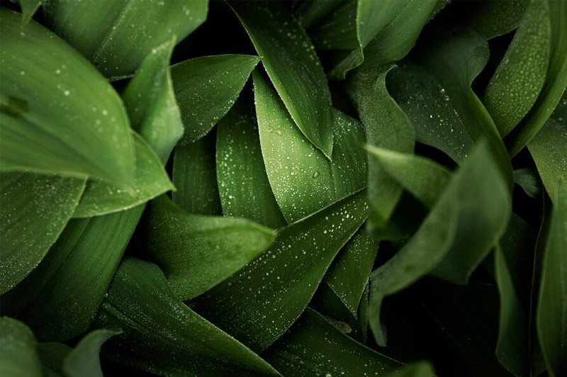 Dream about Leaf interpretation