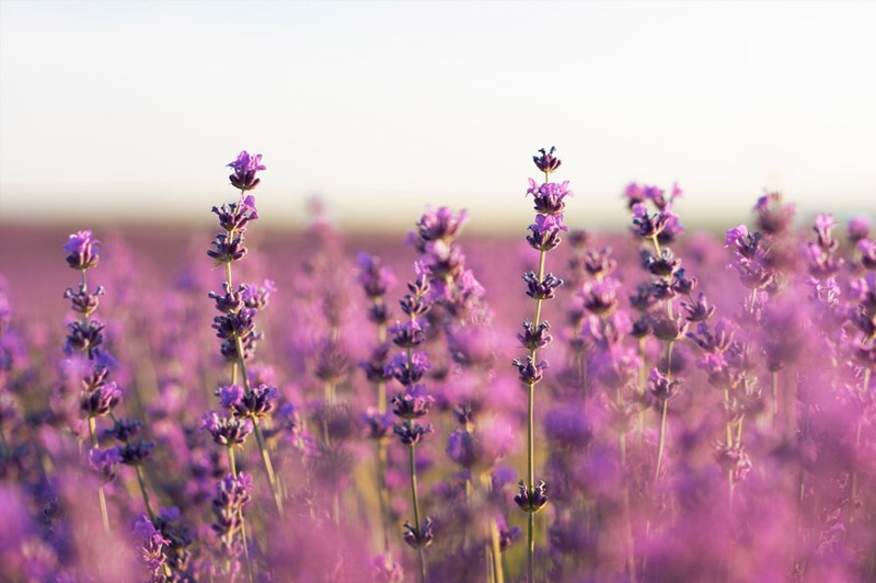 Dream about Lavender interpretation