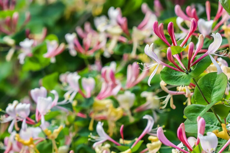 Dream about Woodbine interpretation