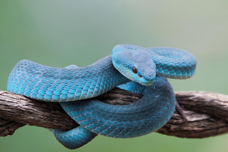 Dream about Viper interpretation