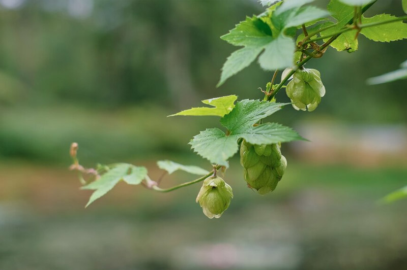 Dream about Oak interpretation