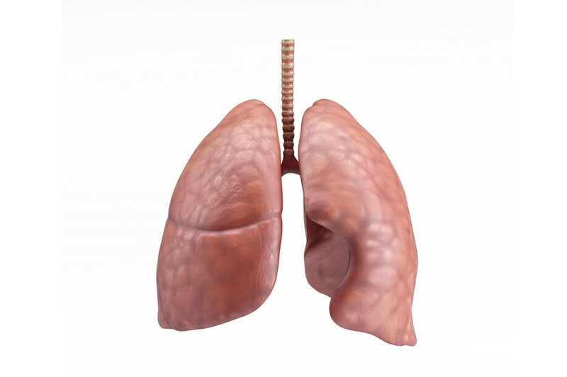 Dream about Lung interpretation