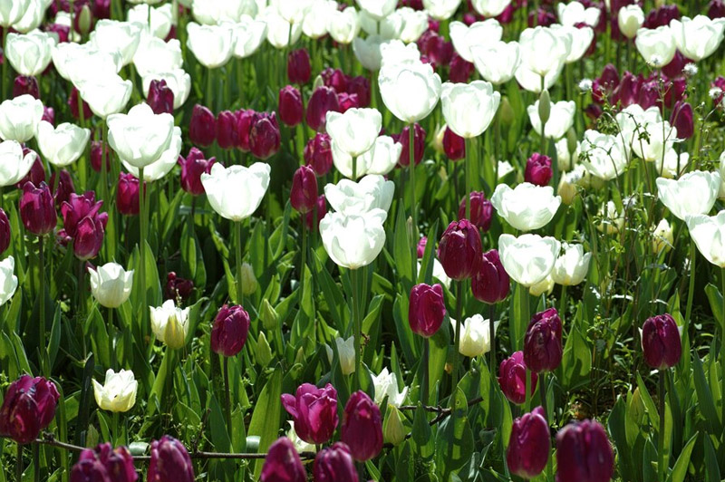 Dream about Tulip interpretation