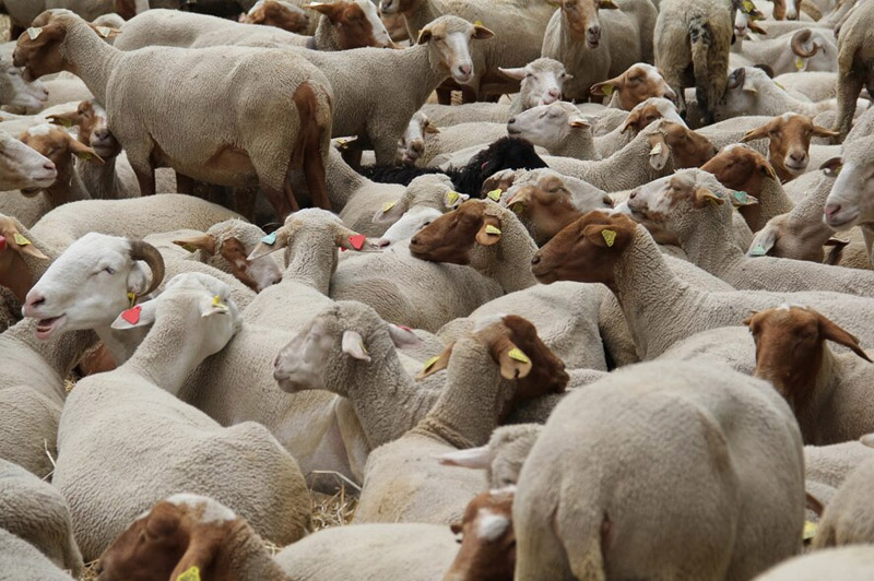 Dream about Sacrifice interpretation