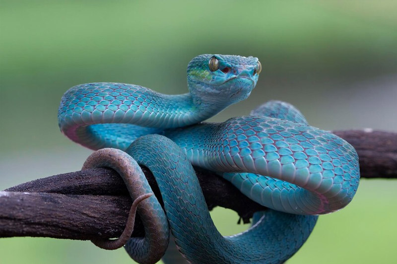 Dream about Venom interpretation