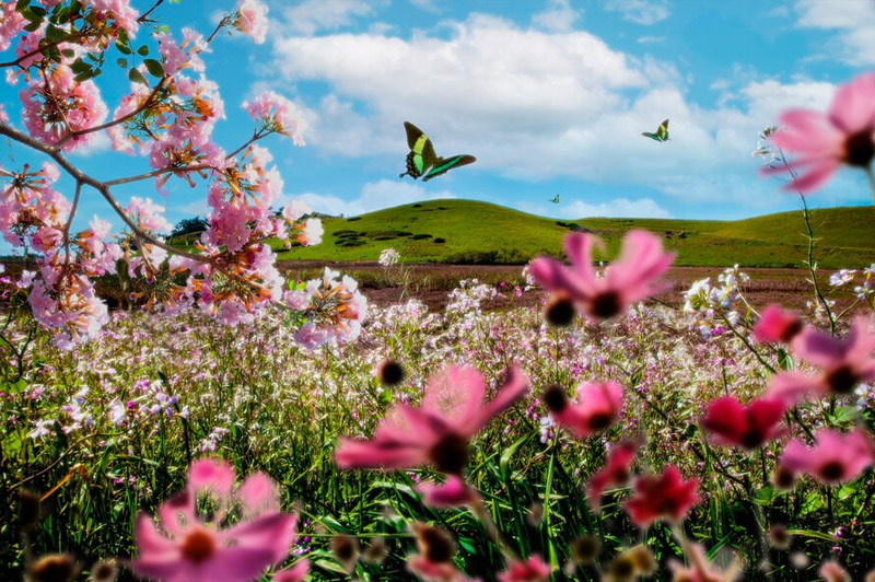 Dream about Spring interpretation