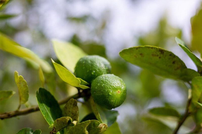 Dream about Lime interpretation