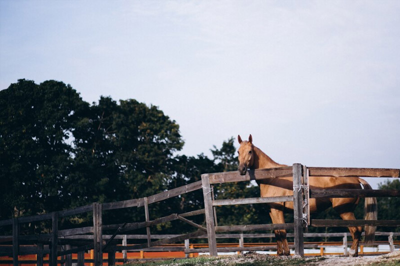 Dream about Stable interpretation