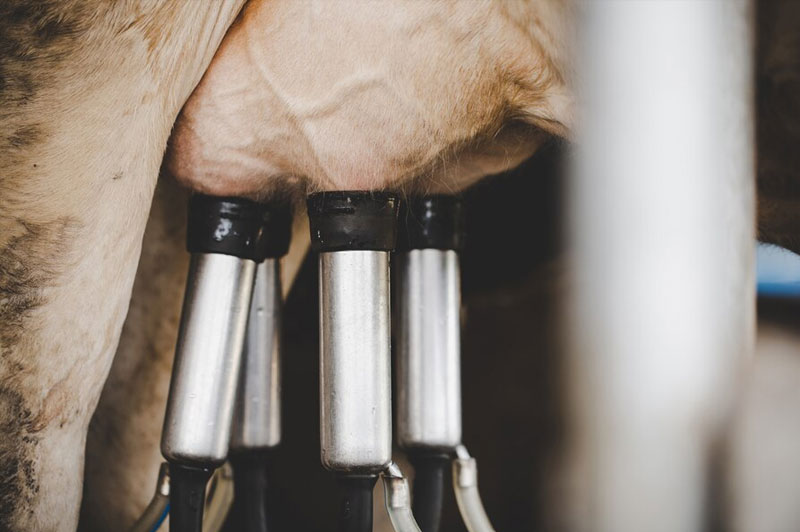 Dream about Milking cow, sheep etc interpretation