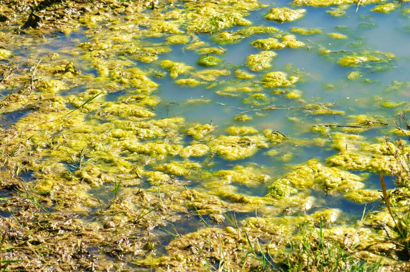 Dream about Morass interpretation