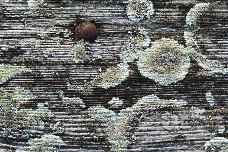 Dream about Mould interpretation