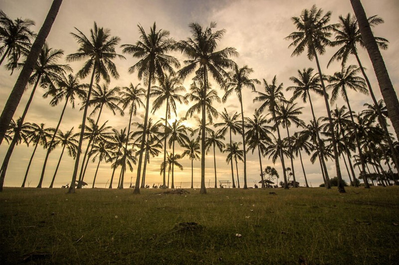 Dream about Palm interpretation