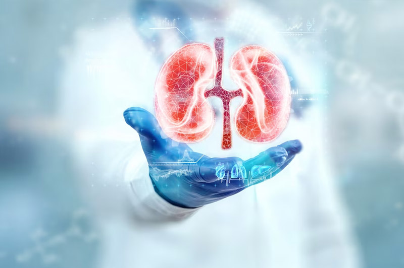 Dream about Kidney interpretation