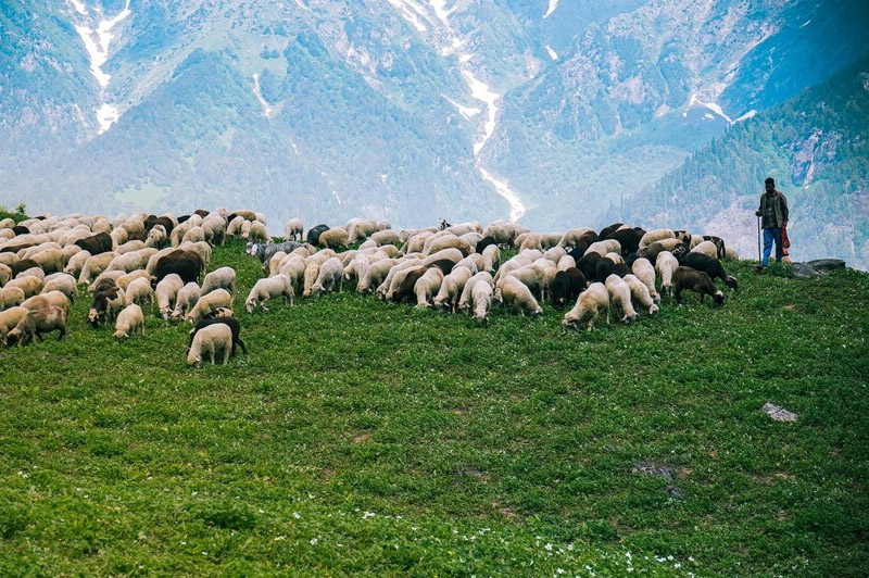 Dream about Shepherd interpretation