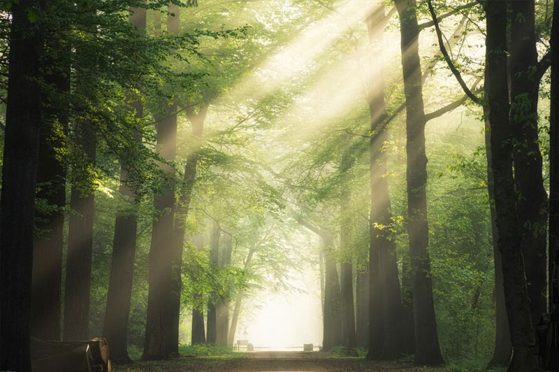 Dream about Tress interpretation