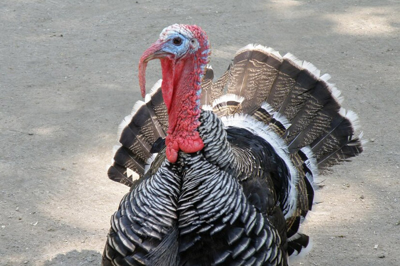 Dream about Turkey interpretation