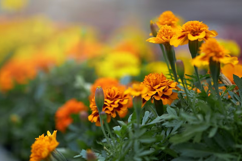 Dream about Marigold interpretation