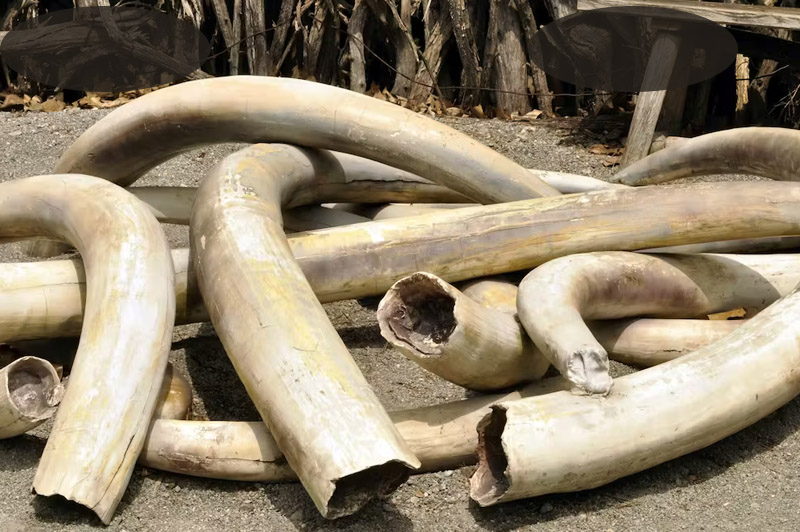 Dream about Ivory interpretation