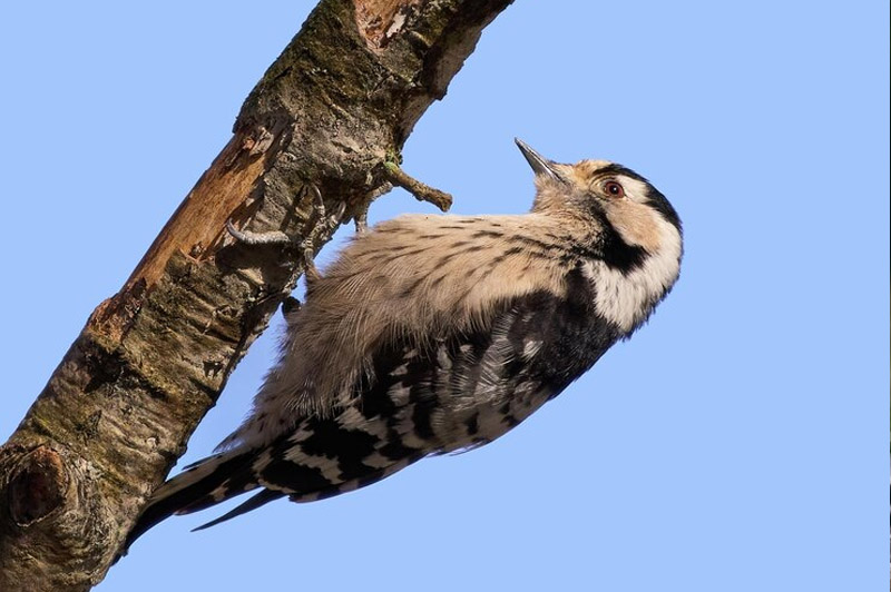 Dream about Woodpecker interpretation