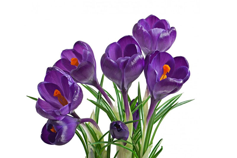 Dream about Violet interpretation