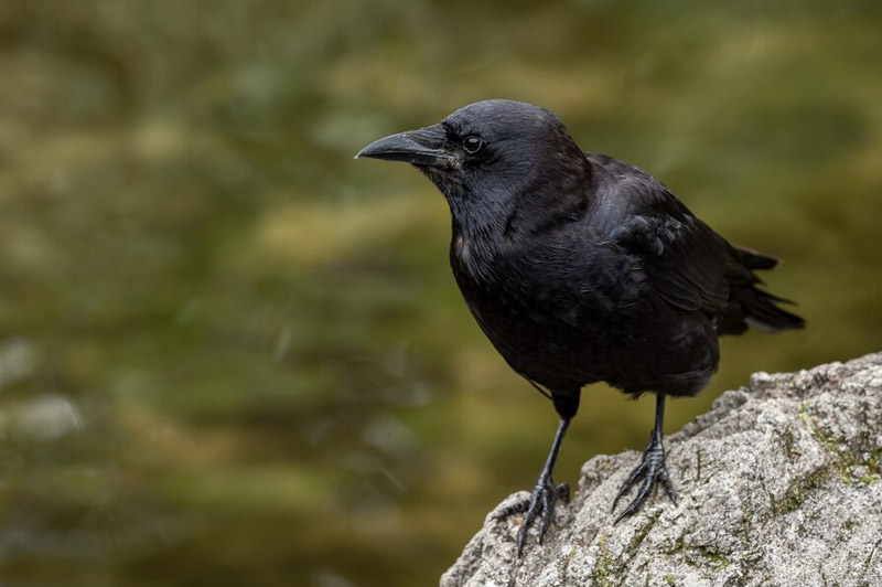 Dream about Crow interpretation