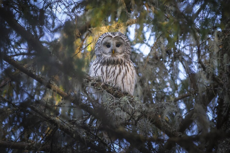 Dream about Owl interpretation