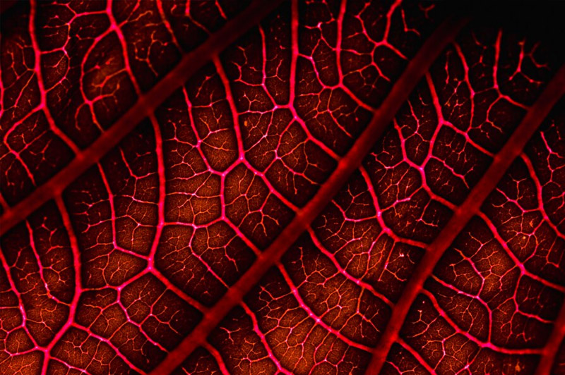 Dream about Veins interpretation