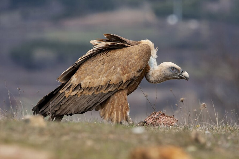Dream about Vulture interpretation