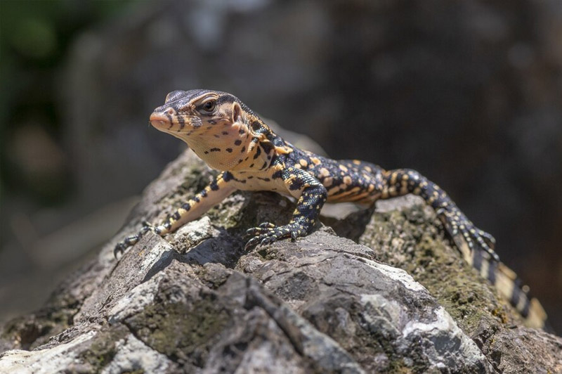 Dream about Lizard interpretation