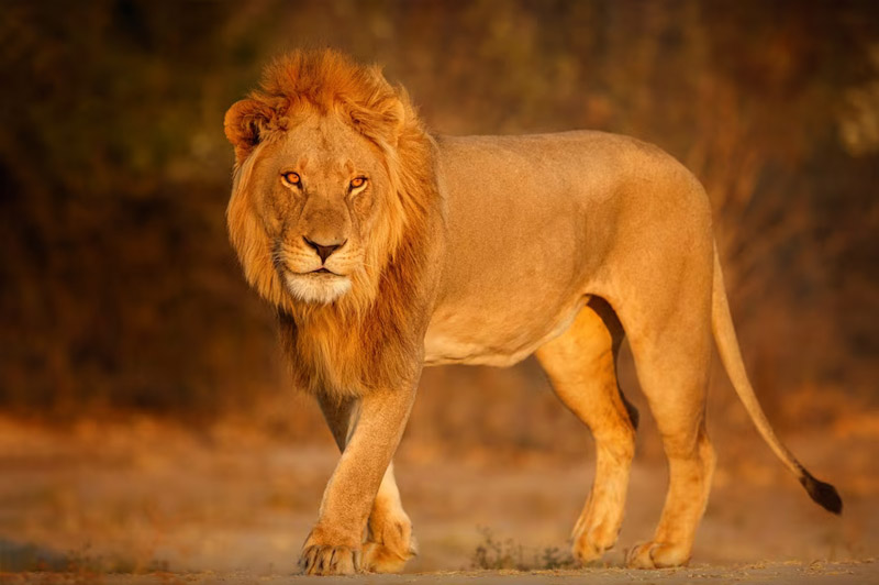 Dream about Lion interpretation