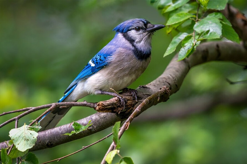 Dream about Jay interpretation