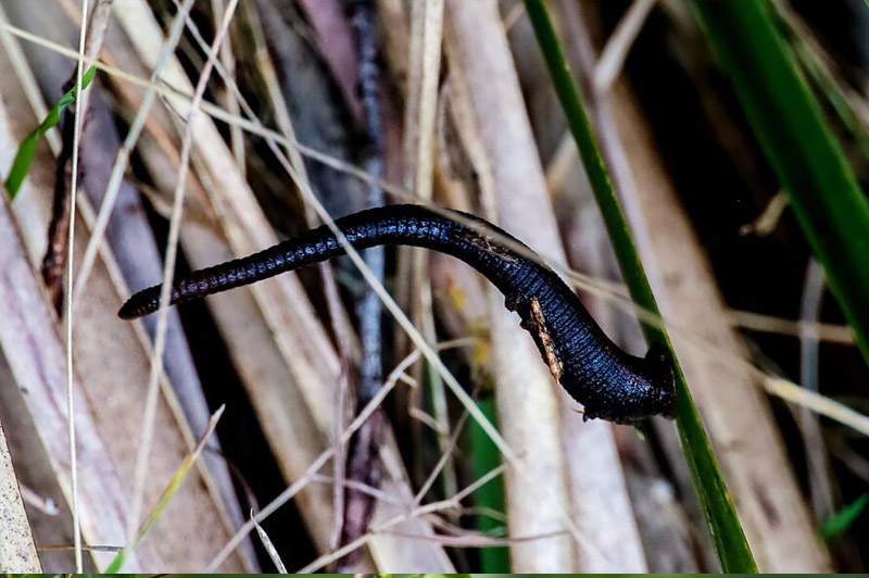 Dream about Leeches interpretation