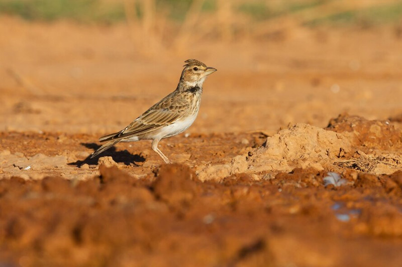 Dream about Lark interpretation