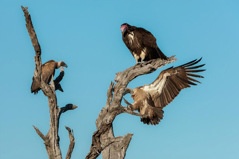 Dream about Lappet interpretation